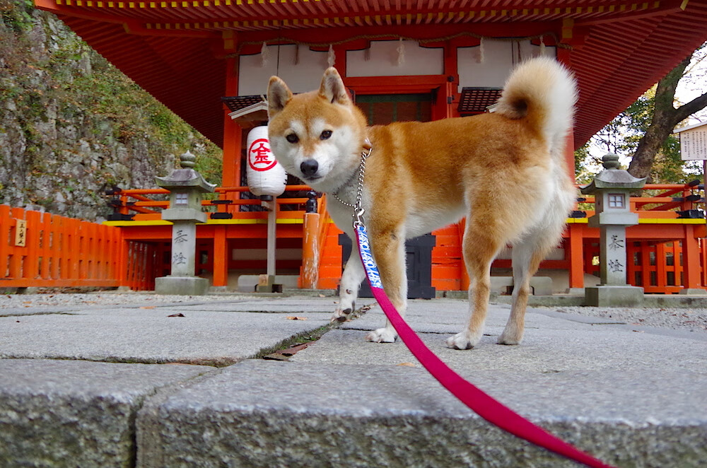 成都举办国际篮球邀请赛，吸引多国代表队参赛，成都的篮球比赛